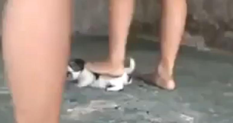 Três raparigas pontapeiam e matam cão com os próprios pés denuncia Três raparigas pontapeiam e matam cão com os próprios pés