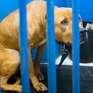 Abandono e mau trato de animais não é punido criminalmente ou de forma adequada